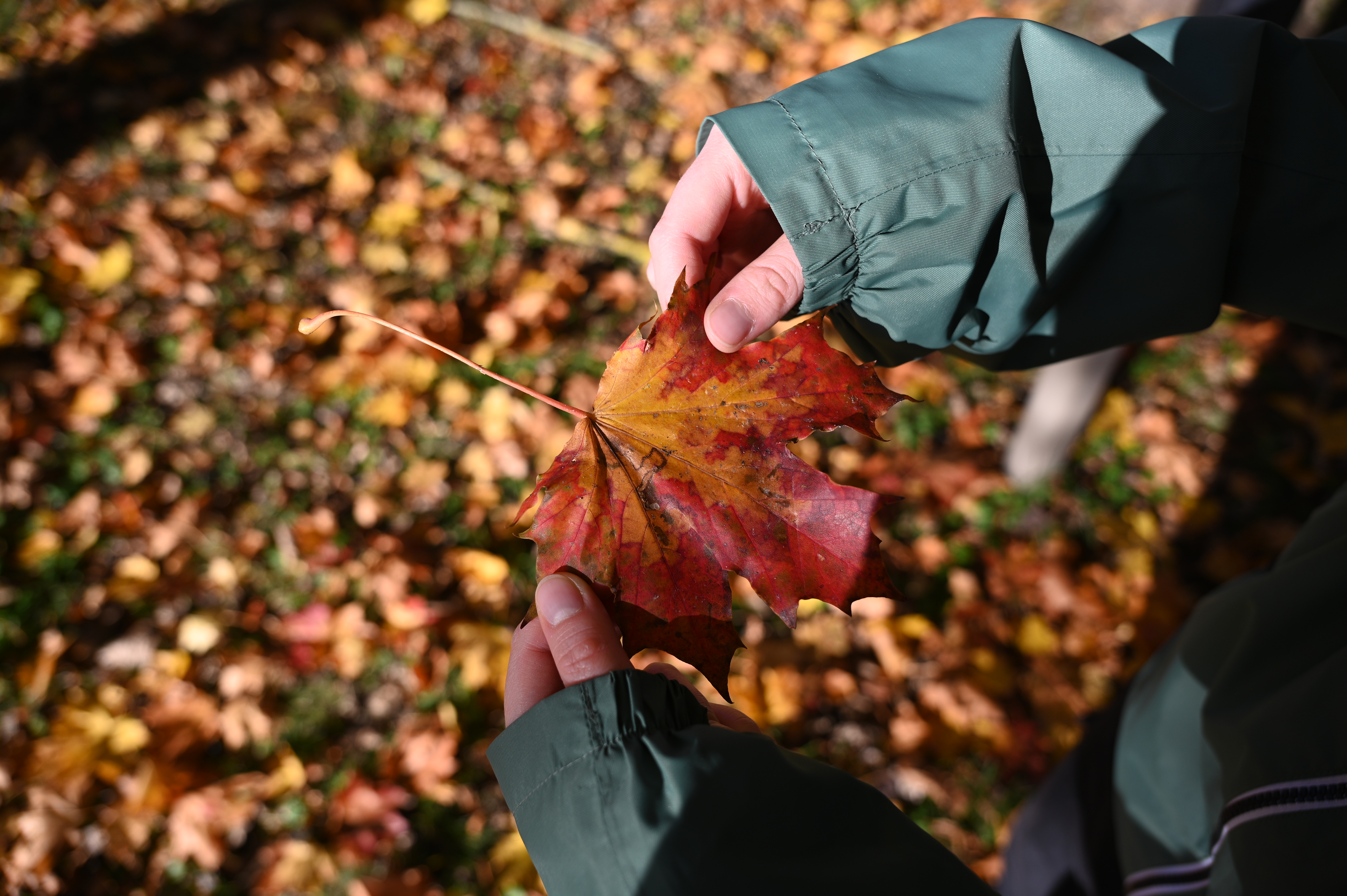 2025/10/18 - walk/DSC_0018.JPG